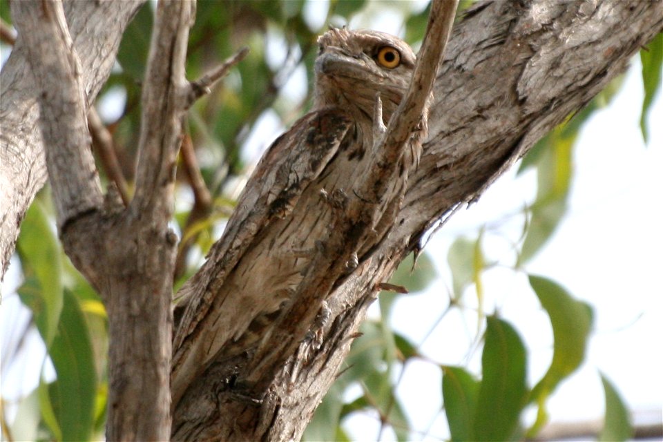 Well camouflaged Tawny Frogmouth Podargus strigoides. Photograph taken on the Arnhemland Plateau, Northern Territory.