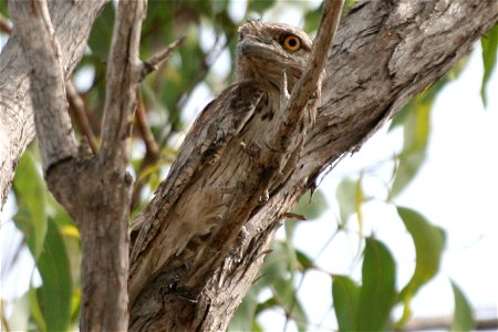 Well camouflaged Tawny Frogmouth Podargus strigoides. Photograph taken on the Arnhemland Plateau, Northern Territory. photo