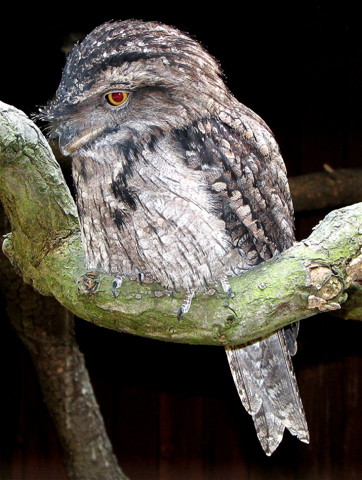 Tawny Frogmouth bird Podargus strigoides at the Cotswold Wildlife Park, Oxfordshire, England.