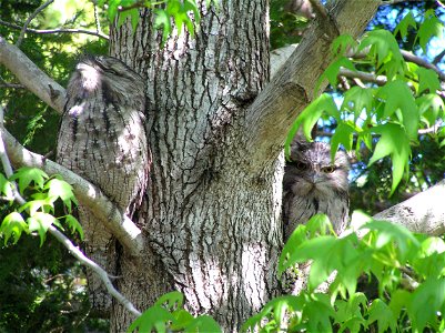 Tawny Frogmouth camouflage