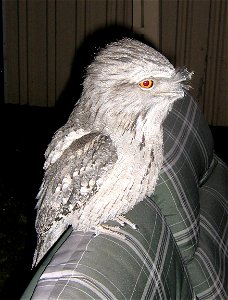 Tawny Frogmouth visiting my back yard in outer eastern Melbourne, Australia photo