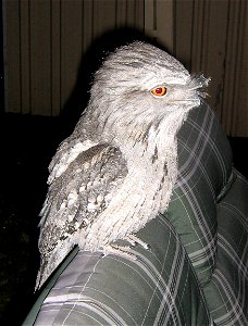 Tawny Frogmouth visiting my back yard in outer eastern Melbourne, Australia
