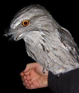 Tawny Frogmouth visiting my back yard in outer eastern Melbourne, Australia photo