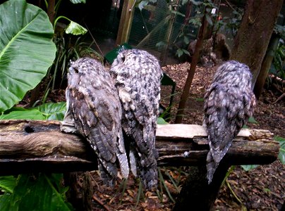 Tawny Frogmouths Aviary at Brisbane Forest Park, Queensland, Australia photo