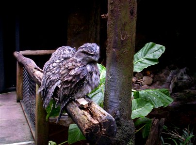 Tawny Frogmouths Aviary at Brisbane Forest Park, Queensland, Australia photo