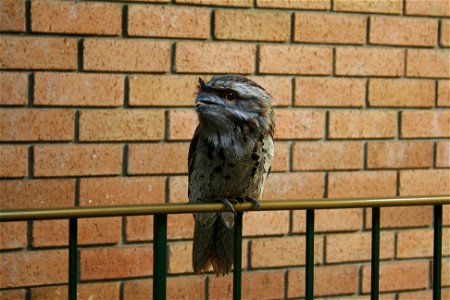 A Tawny Frogmouth that was trapped in an apartment block, at Ryde a Suburb of Sydney.