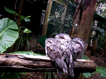 Tawny Frogmouths Walkabout Aviary at Brisbane Forest Park, Queensland, Australia photo