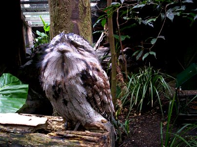 Tawny Frogmouth in defence mode (front view) Walkabout Aviary, Brisbane Forest Park, The Gap, Queensland, Australia photo