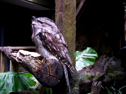 Tawny Frogmouth in defence mode (side view) Walkabout Aviary, Brisbane Forest Park, The Gap, Queensland, Australia photo