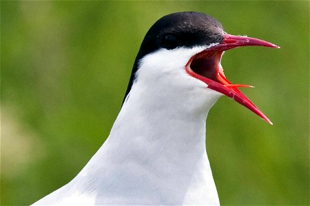 Arctic tern (Sterna paradisaea), Petit Manan Island, Maine Coastal Islands National Wildlife Refuge/USFWS