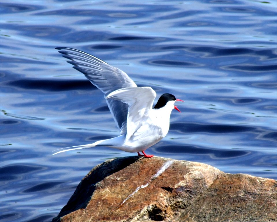 An Arctic Tern (Sterna paradisaea) by Bothnian Bay in Simo, Finland.