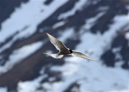 Arctic Tern photo