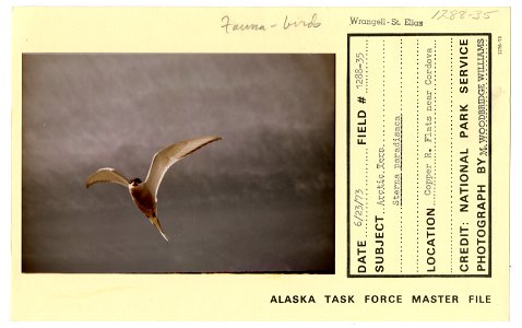 Arctic tern Sterna paradisaca