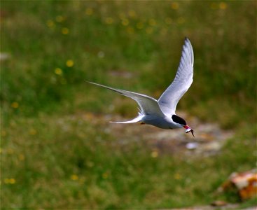 Arctic Tern flying with fish in mouth at Maine Coastal Islands National Wildlife Refuge credit: USFWS photo