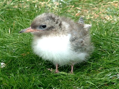 Photograph of an arctic tern (sterna paradisaea) chick. Taken on Lindisfarne.