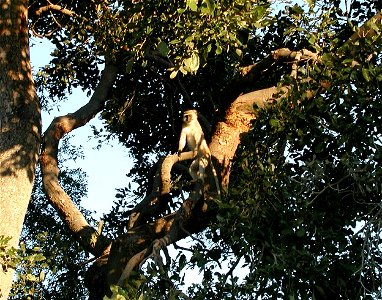 A Grivet (Chlorocebus aethiops) on a tree in Botswana.