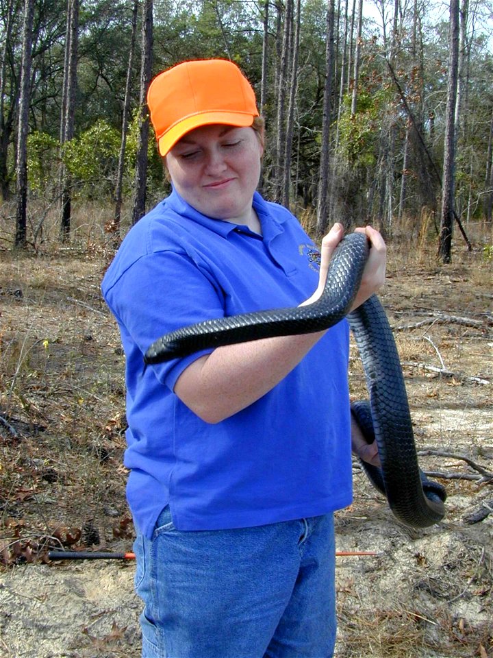 Image title: Eastern indigo snake Drymarchon corais couperi
Image from Public domain images website, http://www.public-domain-image.com/full-image/fauna-animals-public-domain-images-pictures/reptiles-