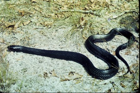 Image title: Indigo snake reptile Image from Public domain images website, http://www.public-domain-image.com/full-image/fauna-animals-public-domain-images-pictures/reptiles-and-amphibians-public-doma photo