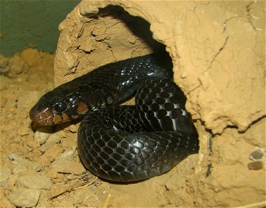 Eastern indigo snake, Drymarchon couperi at the Louisville Zoo