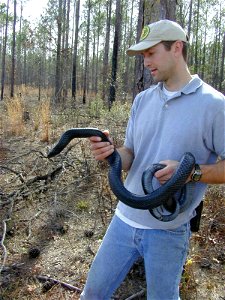 Image title: Man holding eastern indigo snake Image from Public domain images website, http://www.public-domain-image.com/full-image/fauna-animals-public-domain-images-pictures/reptiles-and-amphibians photo