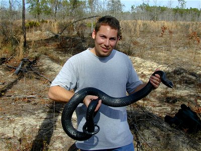 Pete Pattavina, USFWS Fish and Wildlife Biologist holds a threatened Eastern indigo snake (Drymarchon corais couperi) photo