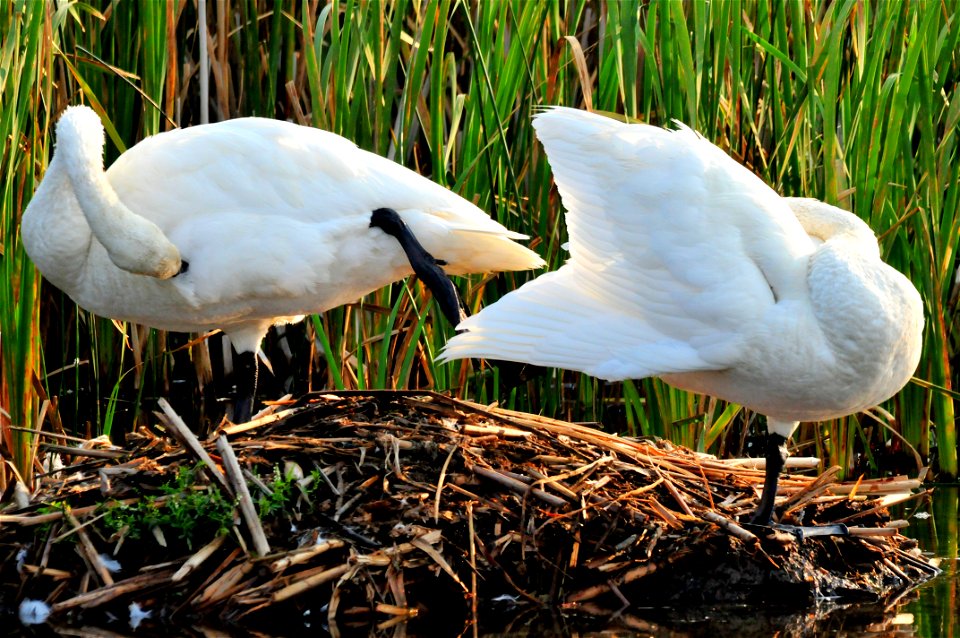 Photo: Tom Koerner/USFWS