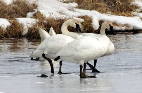 Several trumpeter swans gather on the edge of the ice along the Flat Creek.

Credit: USFWS / Ann Hough, National Elk Refuge volunteer