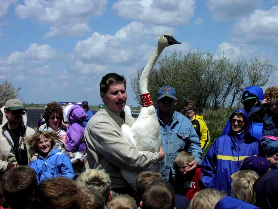 Image title: Man holds trumpeter swan during demonstration cygnus buccinator
Image from Public domain images website, http://www.public-domain-image.com/full-image/people-public-domain-images-pictures