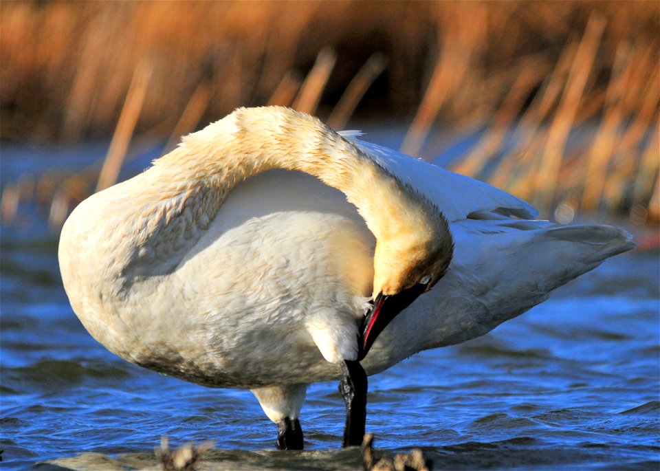 The accordion like neck of an adult trumpeter swan.  Photo: Tom Koerner/USFWS
