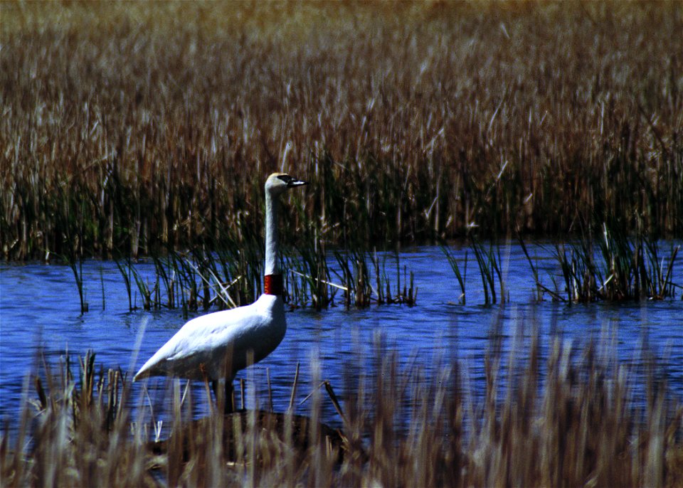 Trumpeter swan in a pothole wetland in South Dakota.