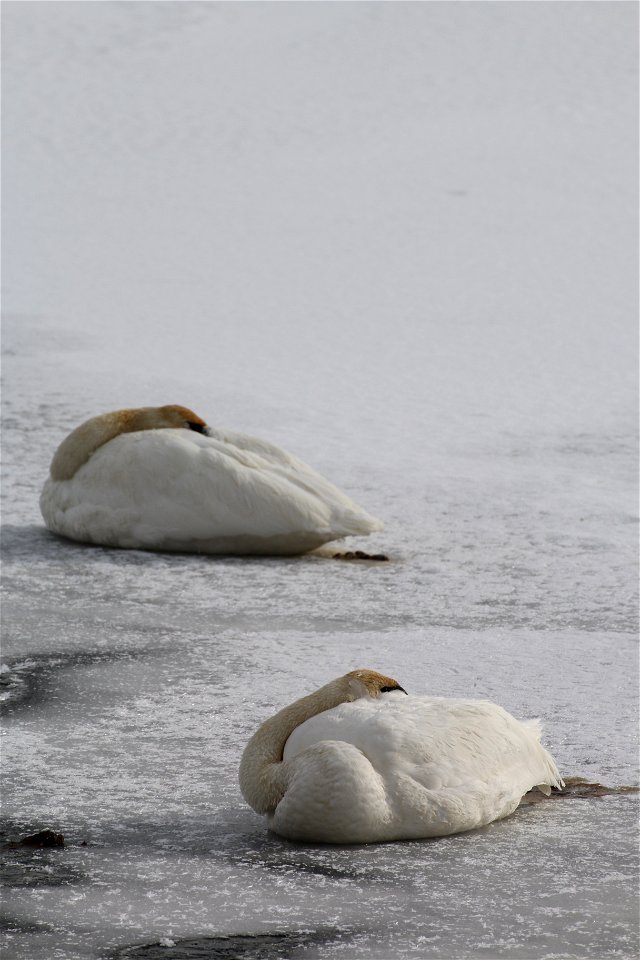 Not quite perfect symmetry, but we'll give big points to these two trumpeter swans for trying!

Credit: Lori Iverson / USFWS