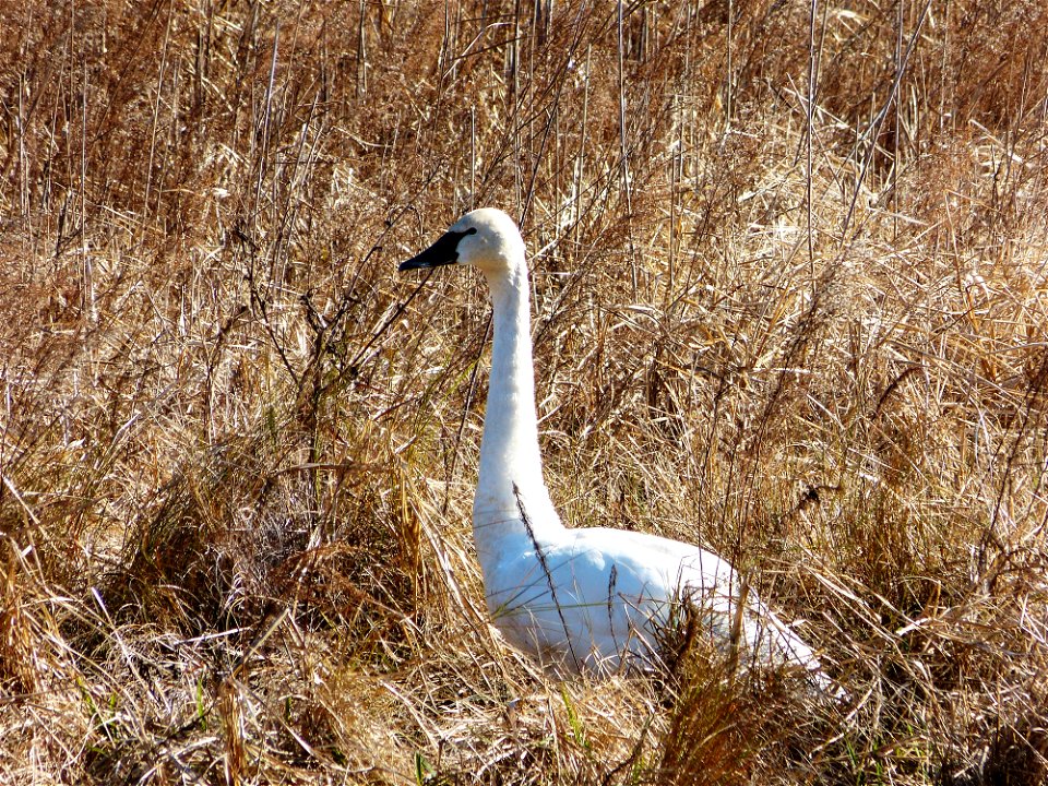 At Mattamuskeet National Wildlife Refuge in North Carolina. The Refuge’s prime location along the Atlantic Flyway makes it a vitally important stopover for wintering waterfowl. Credit: Allie Stewart, 