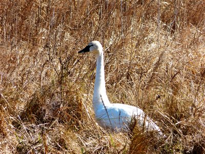 At Mattamuskeet National Wildlife Refuge in North Carolina. The Refuge’s prime location along the Atlantic Flyway makes it a vitally important stopover for wintering waterfowl. Credit: Allie Stewart, 