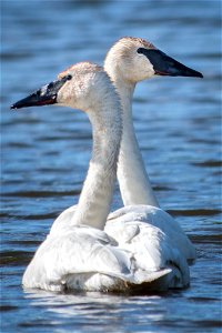 Swans photo