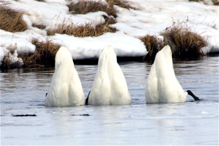 Three trumpeter swans present a symmetrical image as they duck their heads into Flat Creek on the National Elk Refuge. Credit: USFWS / Ann Hough, National Elk Refuge volunteer photo
