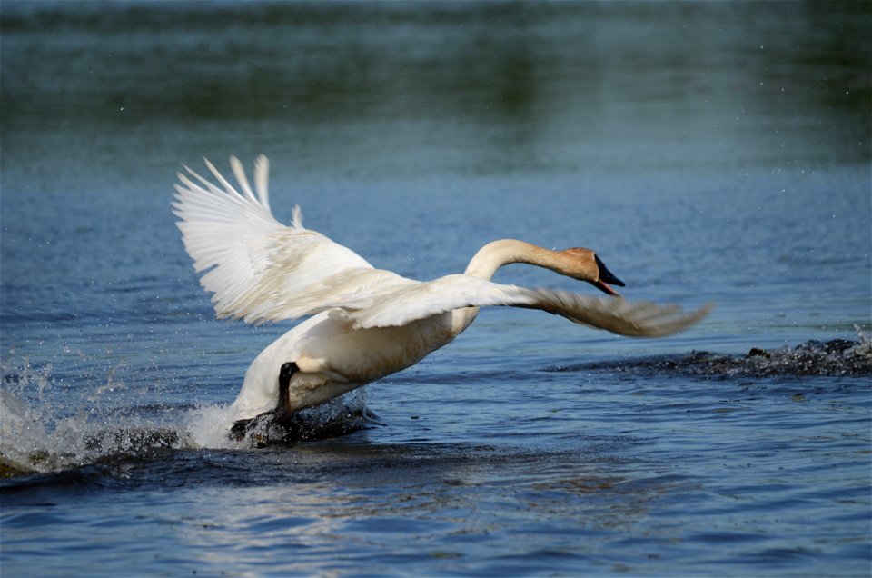 Entry from the 2014 Seney National Wildlife Refuge Photo Contest.

Photo courtesy of Karl Heil.