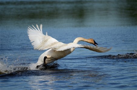 Entry from the 2014 Seney National Wildlife Refuge Photo Contest. Photo courtesy of Karl Heil. photo