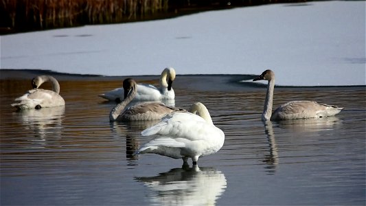 New arrivals?  Trumpeter swans that nest on Seedskadee NWR are joined in November by new arrivals from NW Wyoming, Idaho, Montana, and some from Canada.  Only a few of the new arrivals are marked in a