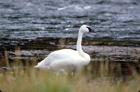 A Trumpeter Swan standing on the shore of icy water photo