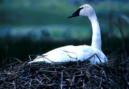 Trumpeter swan on nest, Yellowstone National Park photo