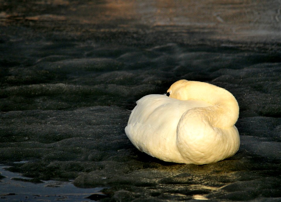 Photo: Tom Koerner/USFWS