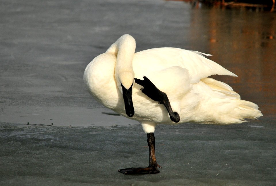 Scratching that itch.  Photo: Tom Koerner/USFWS