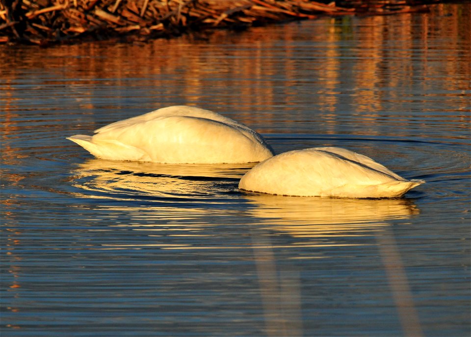 Photo: Tom Koerner/USFWS