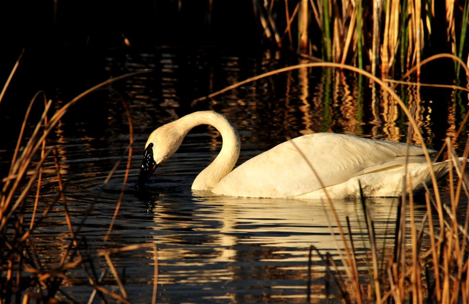 Photo: Tom Koerner/USFWS