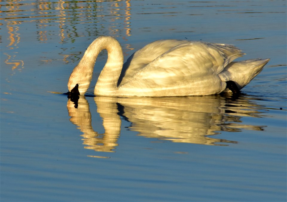 Photo: Tom Koerner/USFWS