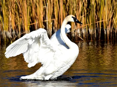 Photo:  Tom Koerner/USFWS