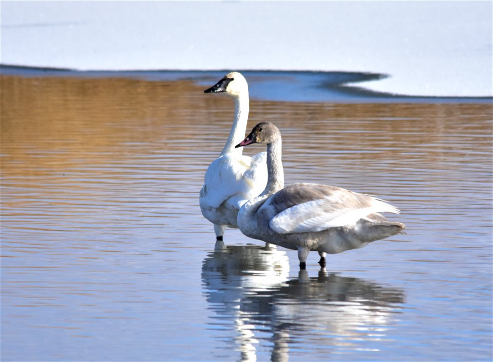 Photo: Tom Koerner/USFWS