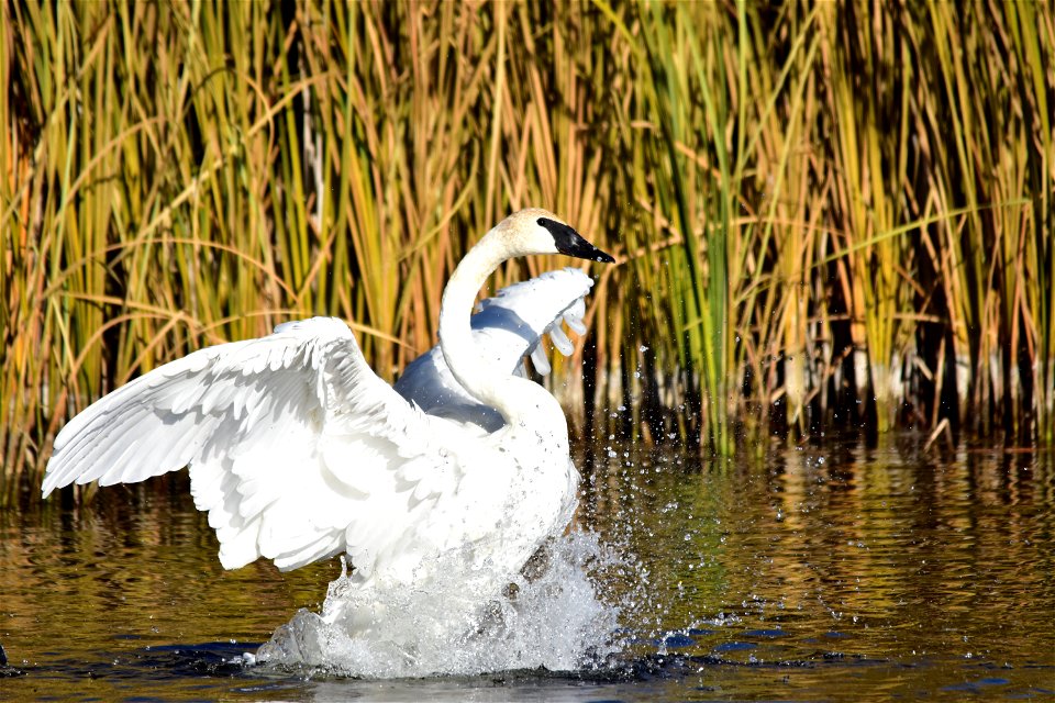 Photo: Tom Koerner/USFWS