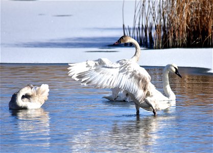 Photo: Tom Koerner/USFWS