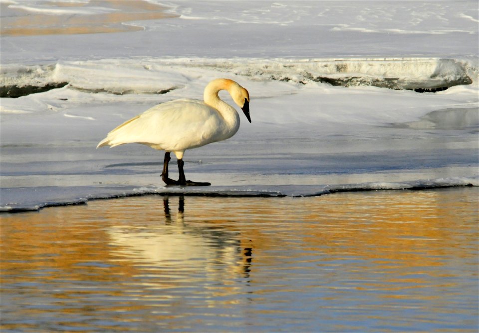 Photo: Tom Koerner/USFWS